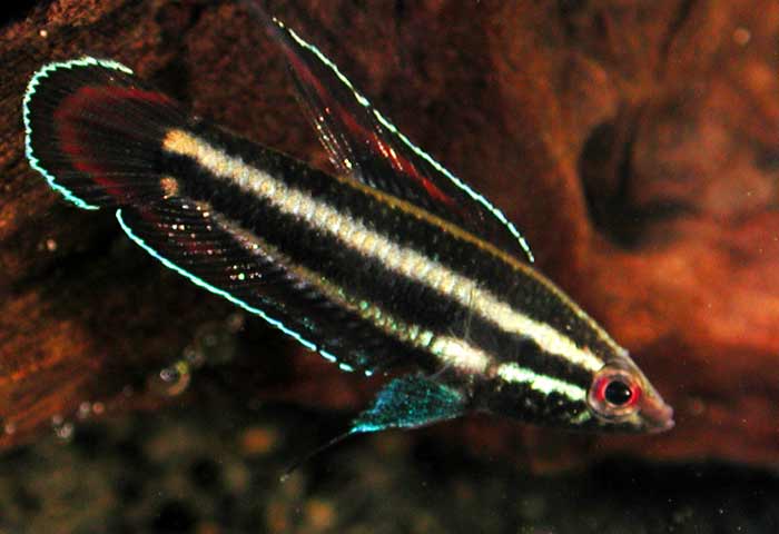 Parosphromenus deissneri