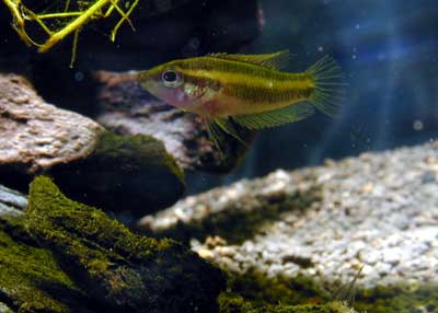 Parosphromenus filamentosus