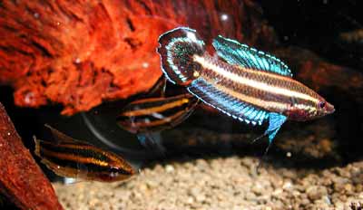 Parosphromenus harveyi