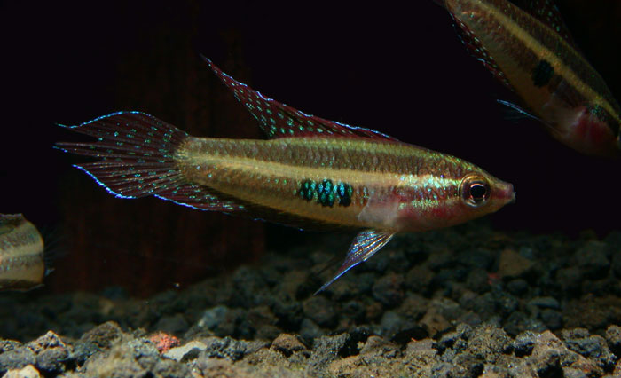 Parosphromenus linkei