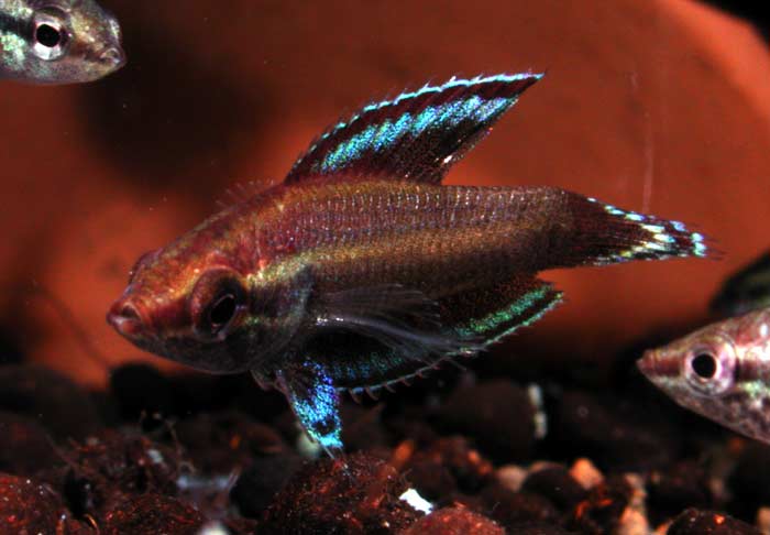 Parosphromenus nagyi