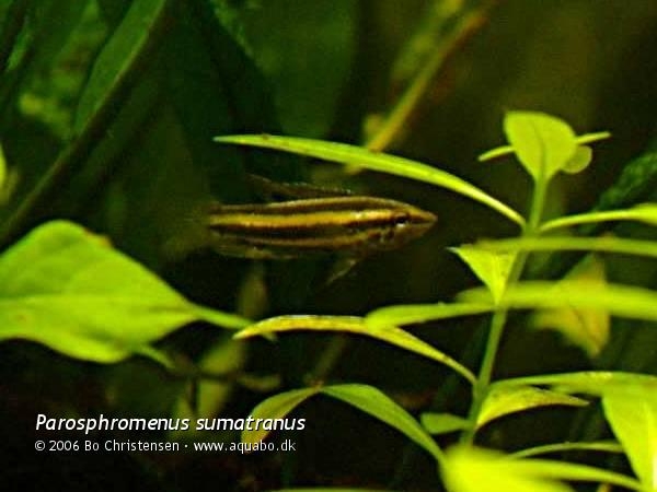 Parosphromenus sumatranus