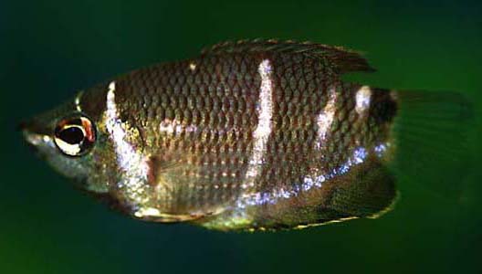 Sphaerichthys osphromenoides