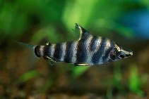 Abramites hypselonotus