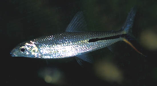 Hemiodus gracilis