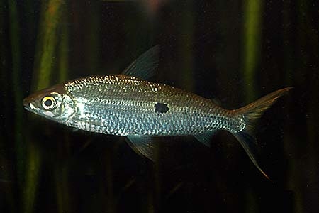 Hemiodus unimaculatus