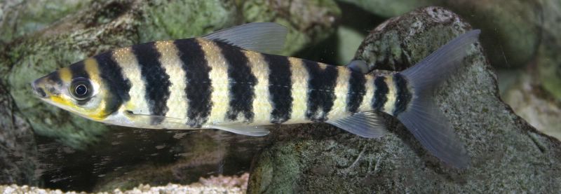 Leporinus fasciatus