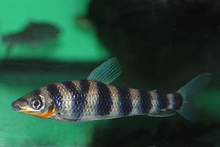 Leporinus yophorus