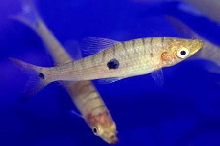 Pseudanos trimaculatus