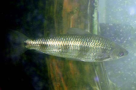 Schizodon fasciatus