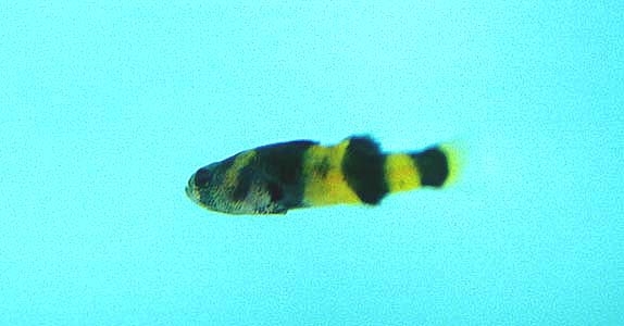 Brachygobius doriae