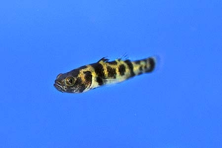 Brachygobius xanthomelas
