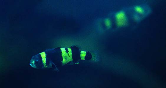 Brachygobius xanthozonus