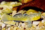 Chlamydogobius eremius