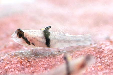 Redigobius balteatus