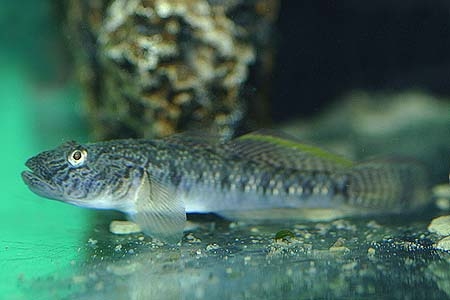 Rhinogobius brunneus