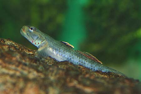 Rhinogobius chiengmaiensis