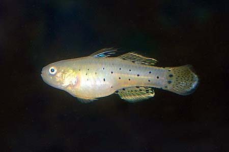 Stigmatogobius sadanundio
