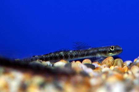 Stiphodon atropurpureus