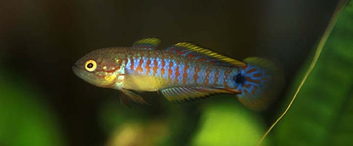 Tateurndina ocellicauda