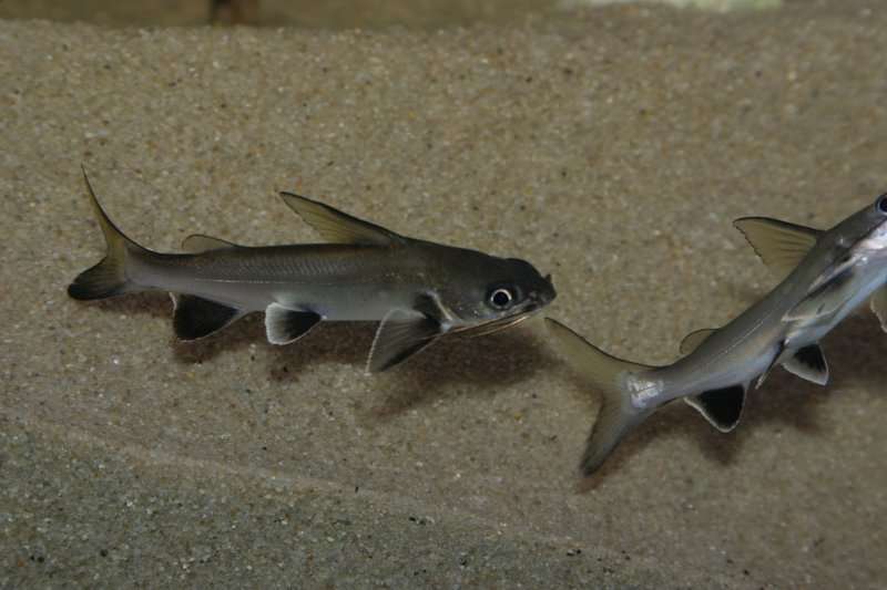 Hexanematichthys seemanni