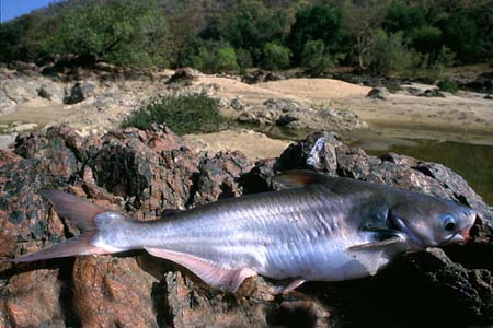 Pangasius pangasius