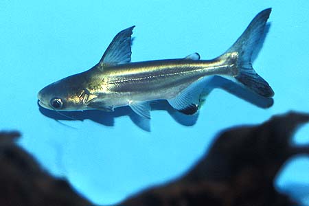 Pangasius sanitwongsei