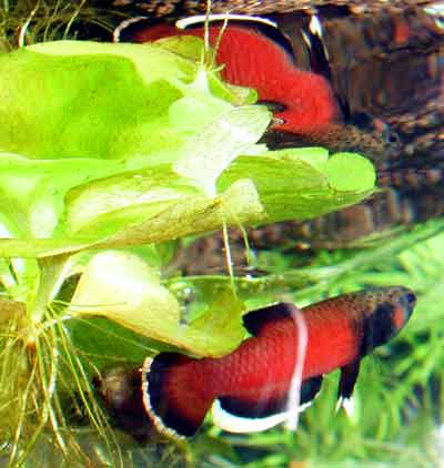 Betta  albimarginata