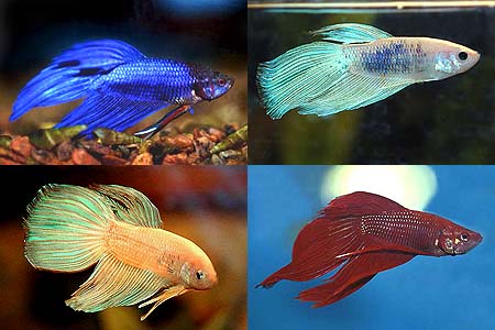 Betta splendens