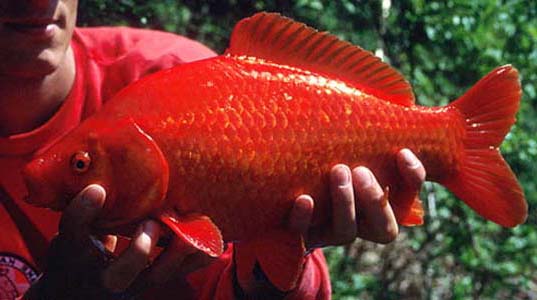 Carassius auratus auratus