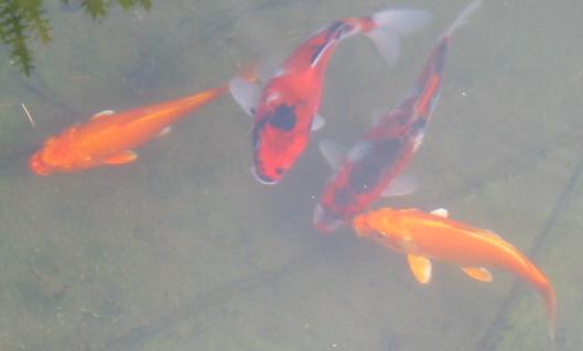 Cyprinus carpio carpio