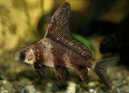 Myxocyprinus asiaticus