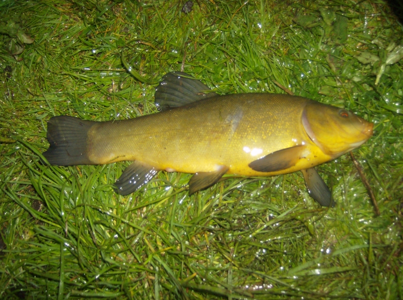 Tinca tinca