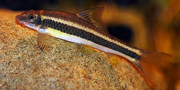 Crossocheilus oblongus