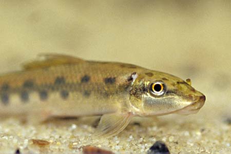 Gyrinocheilus aymonieri