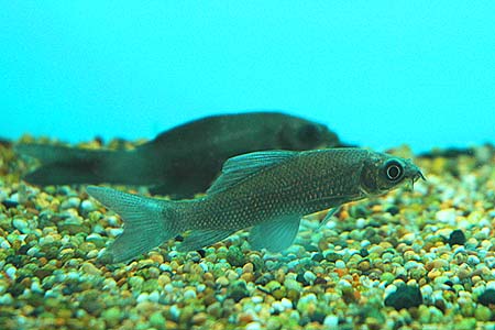 Labeo chrysophekadion