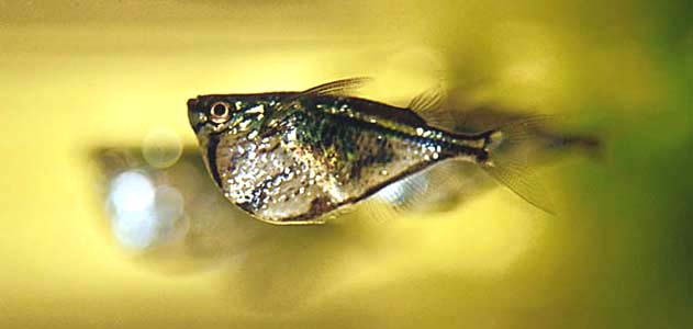 Carnegiella strigata