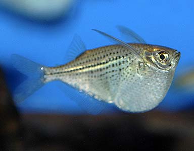 Gasteropelecus sternicla