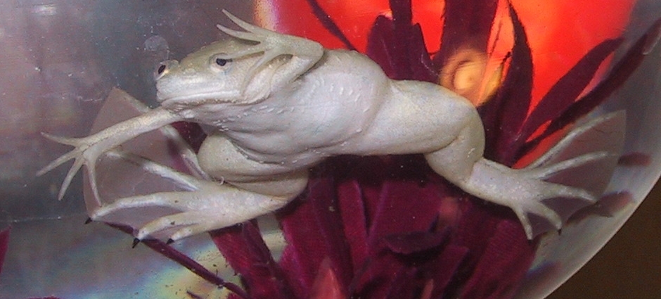 Xenopus laevis
