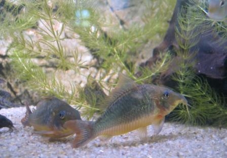 Brochis multiradiatus