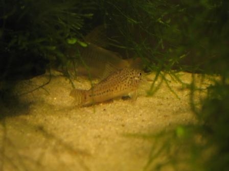 Corydoras C-129