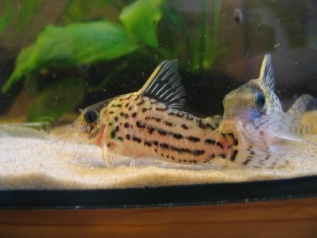 Corydoras C-141
