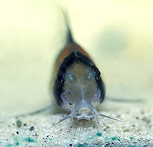 Corydoras adolfoi
