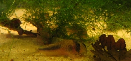 Corydoras amapaensis