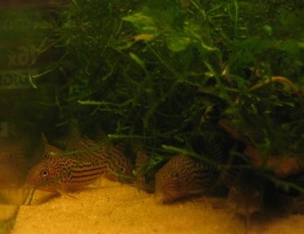 Corydoras araguaiensis