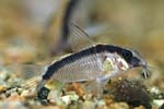 Corydoras arcuatus