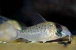 Corydoras atropersonatus