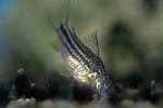 Corydoras bilineatus