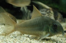 Corydoras concolor