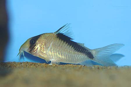 Corydoras davidsandsi